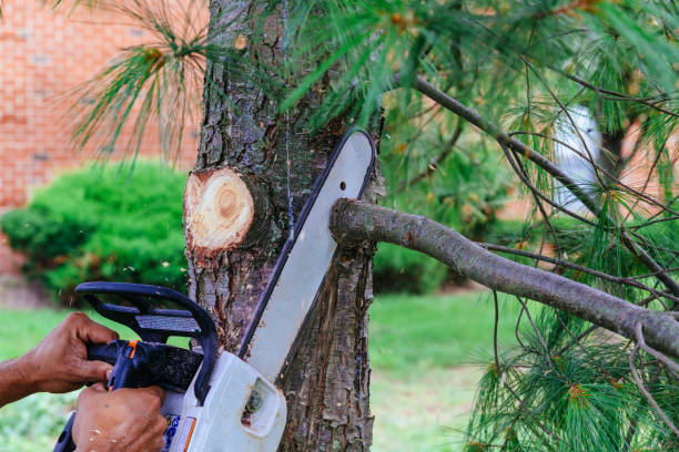 Tree Branch Trimming in Woodland Hills, UT